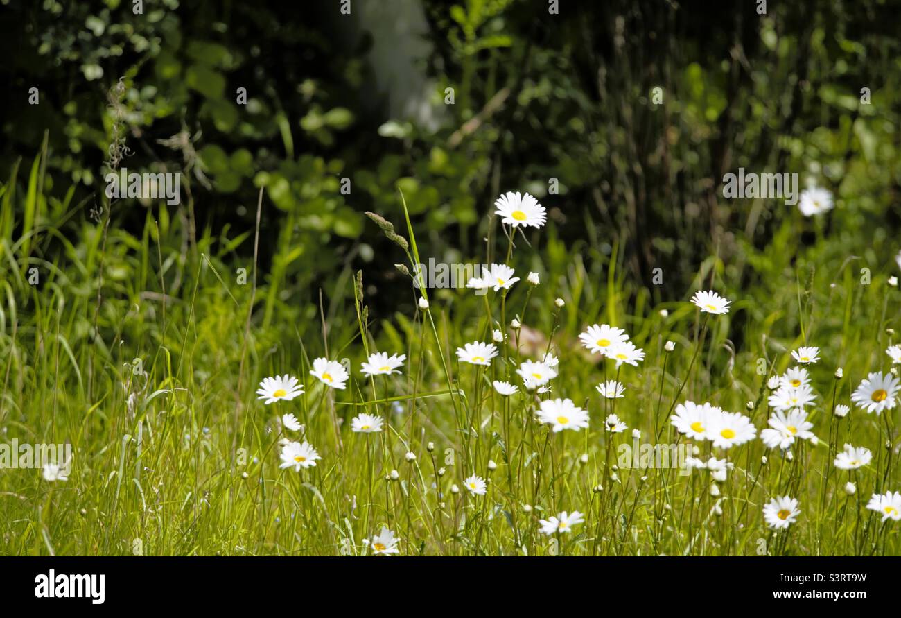 Wild daisies Stock Photo