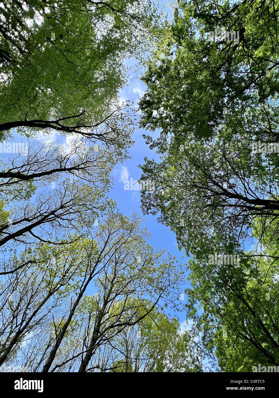 Blue sky through the treetops Stock Photo