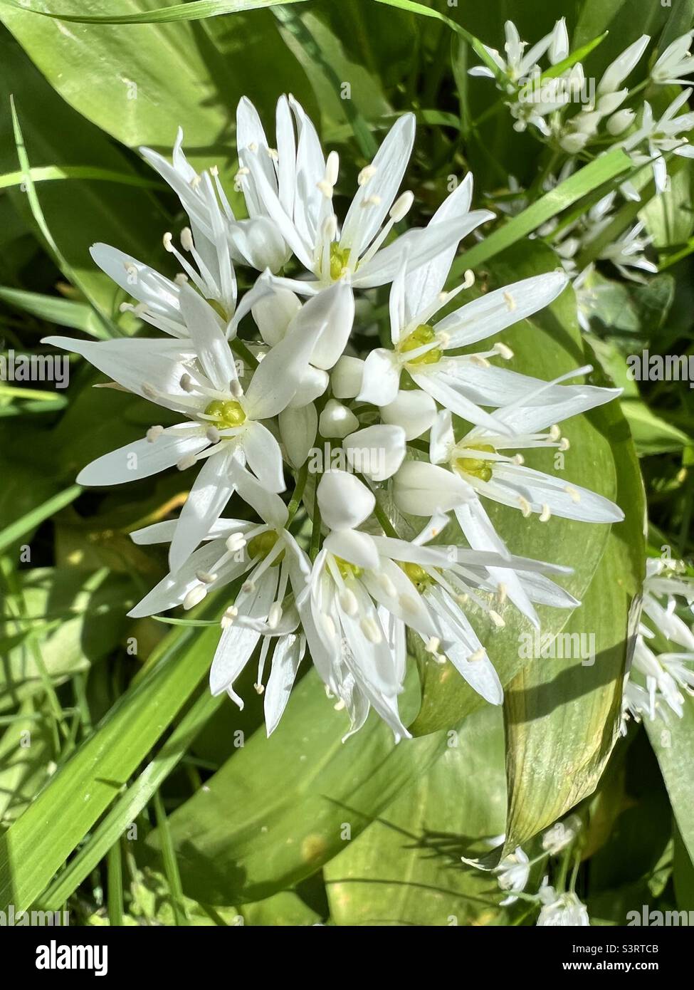 Flower of the wild garlic plant Stock Photo