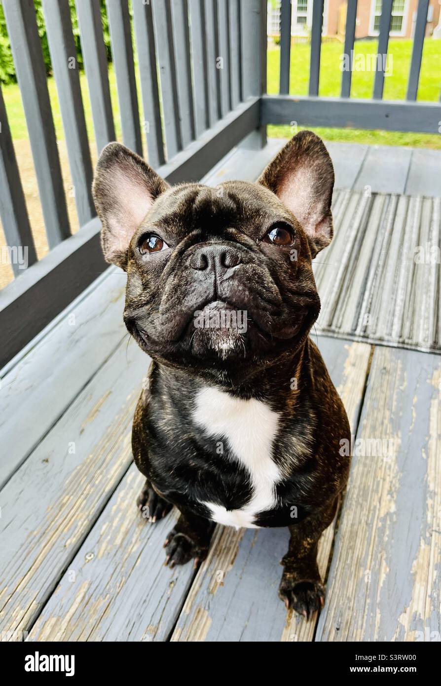 Smiling brindle French bulldog on wooden porch Stock Photo