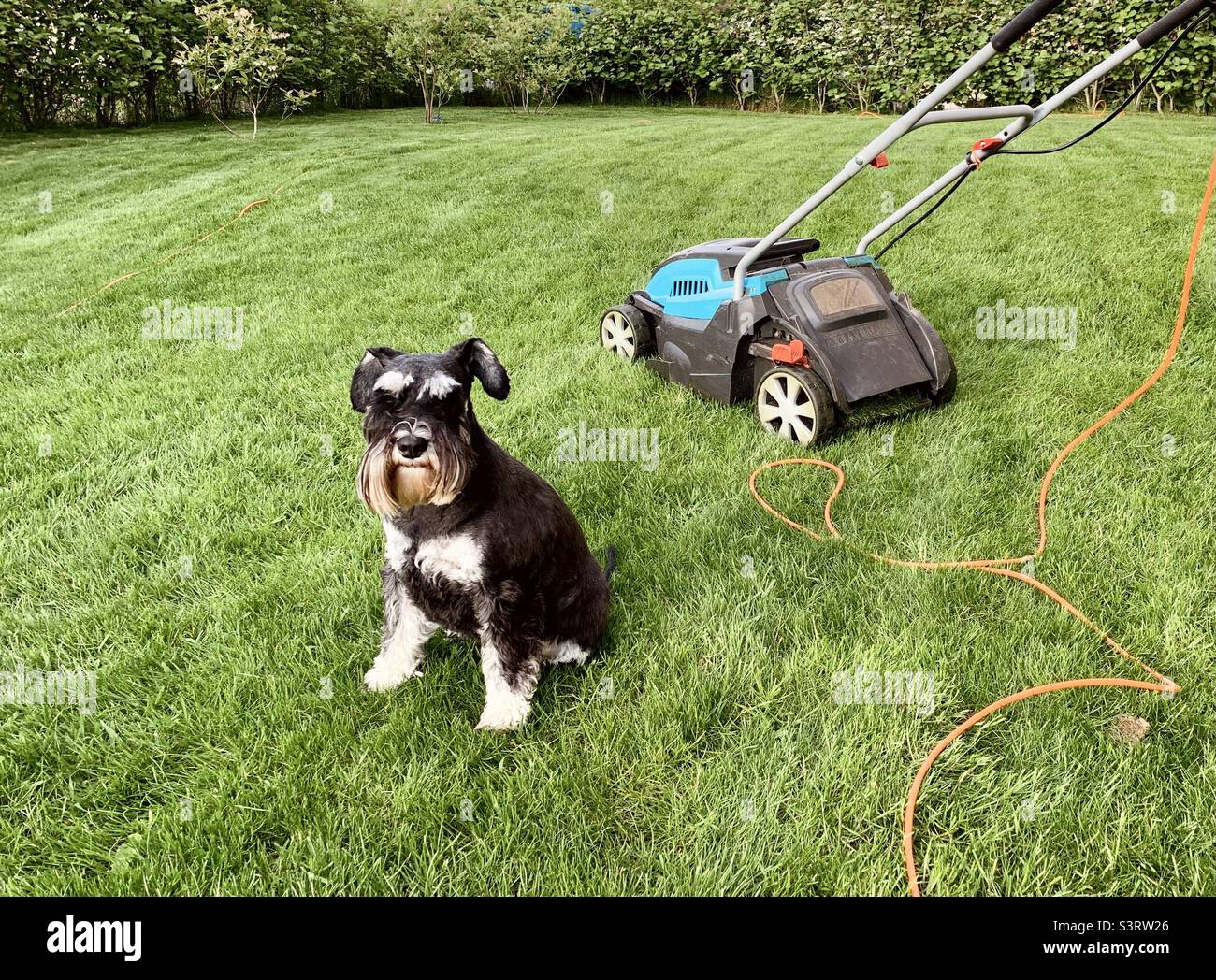 Schnauzer dog sitting on green lawn next to lawn mover in summer garden - Smartphone Captured Stock Image