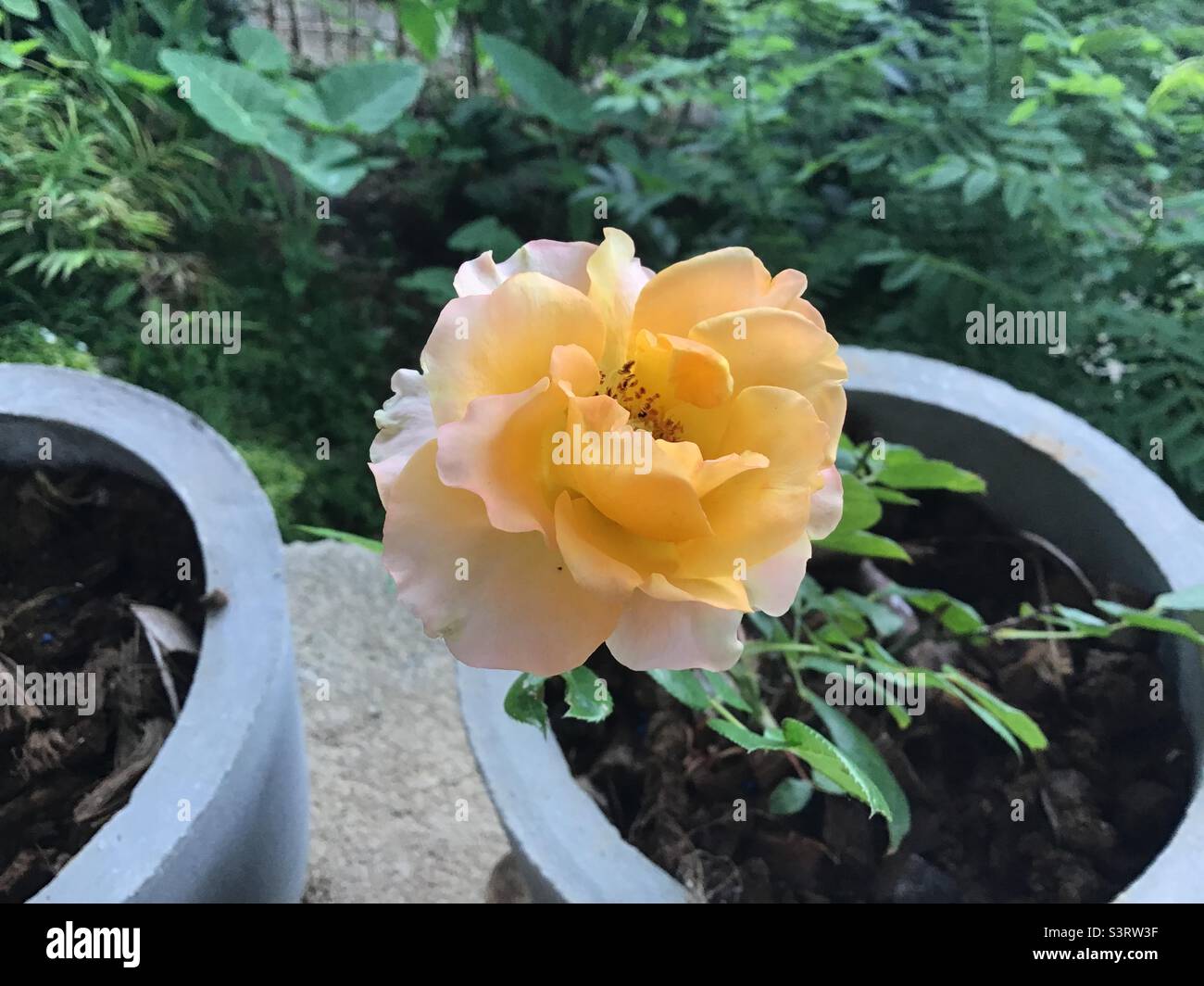 Here’s a yellowish white rose flower adding colorfulness to the