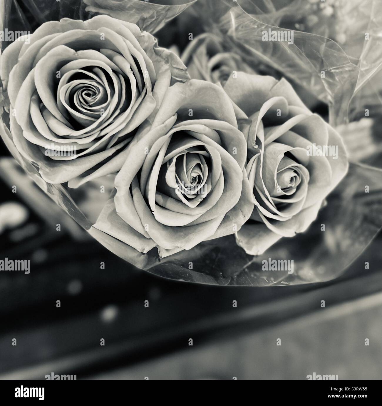 Up close roses Stock Photo Alamy