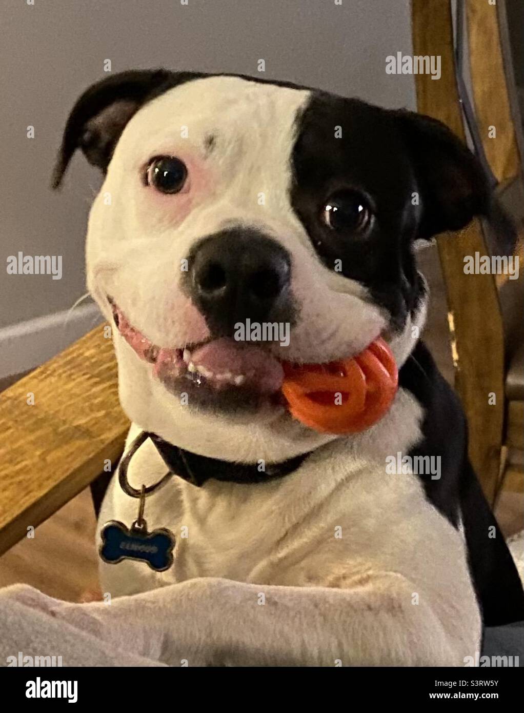 Boston bulldog hi res stock photography and images Alamy