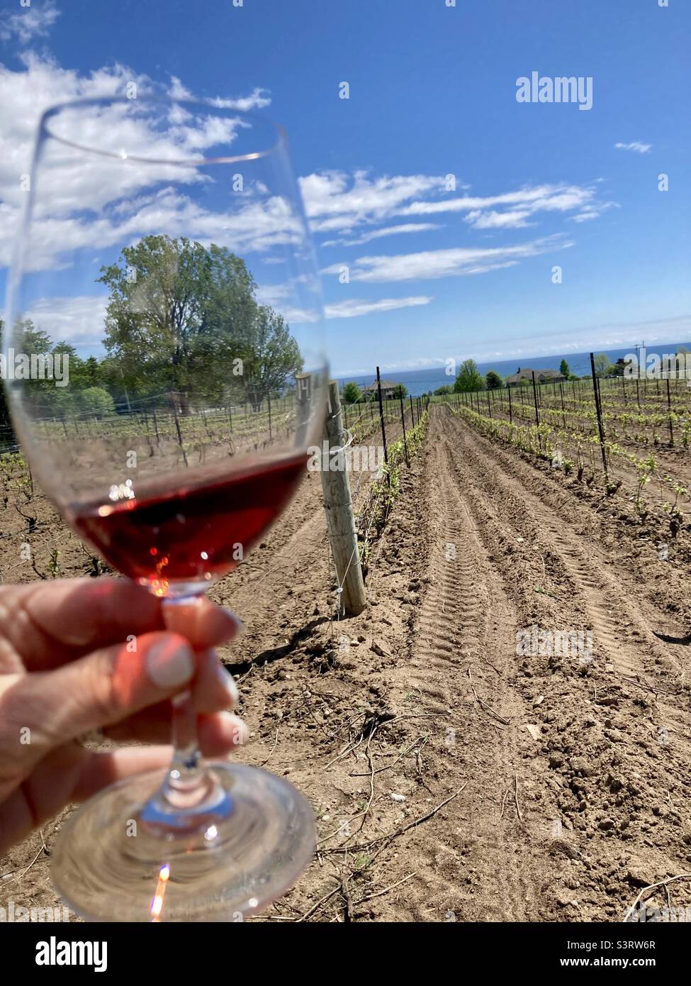 Nature captured in a glass of Pinot Noir in Prince Edward County. - Smartphone Captured Stock Image