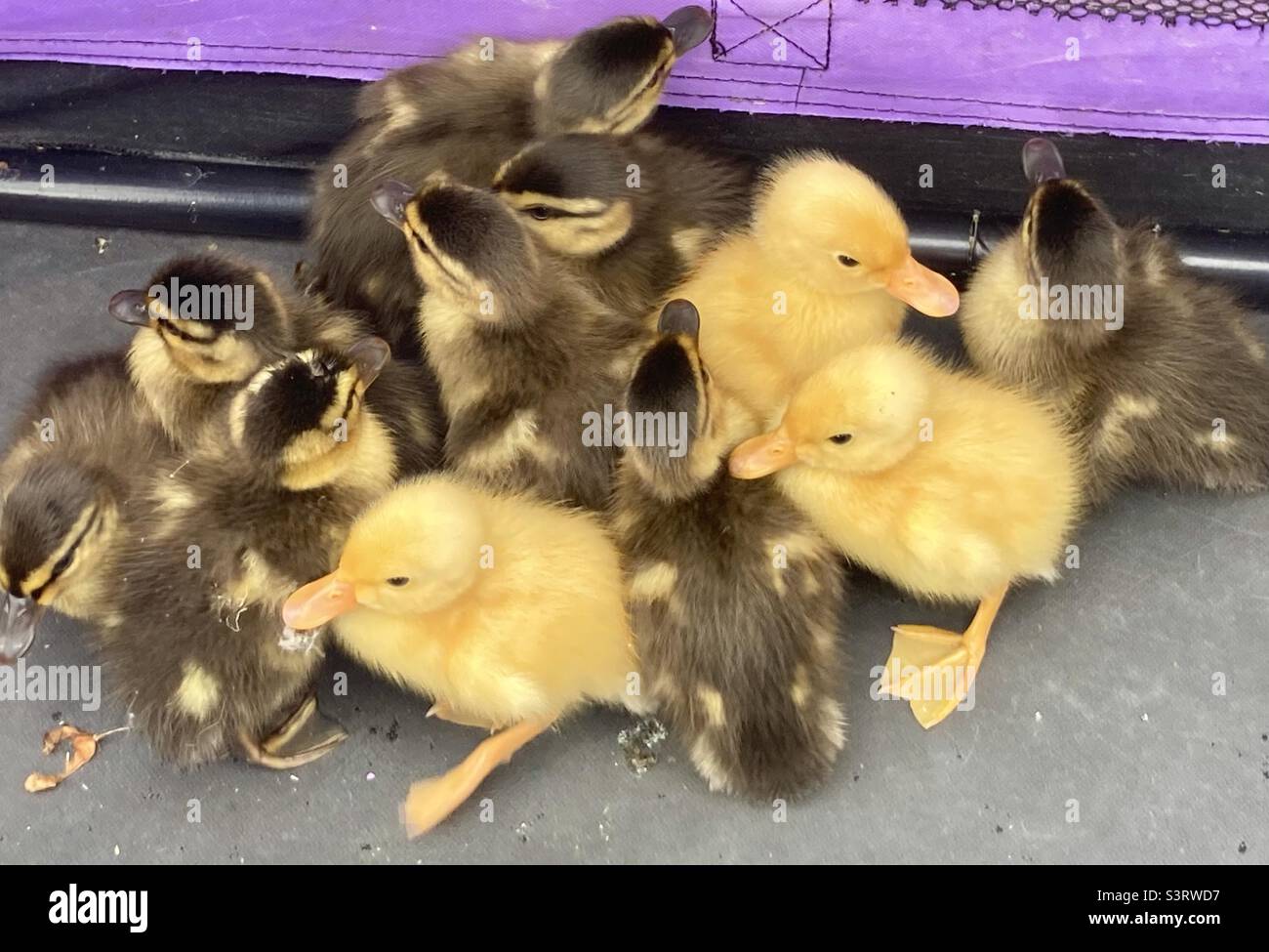 Day old ducklings - Smartphone Captured Stock Image