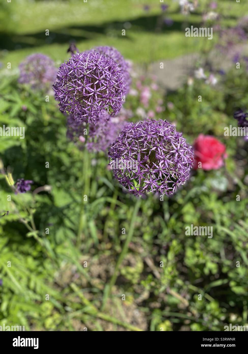 Alium flower heads in a country garden with a rose in the background Stock Photo