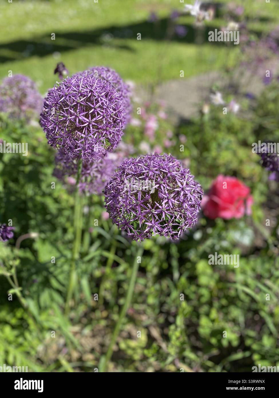 Purple Alium Flower Heads in an English Country Garden Stock Photo