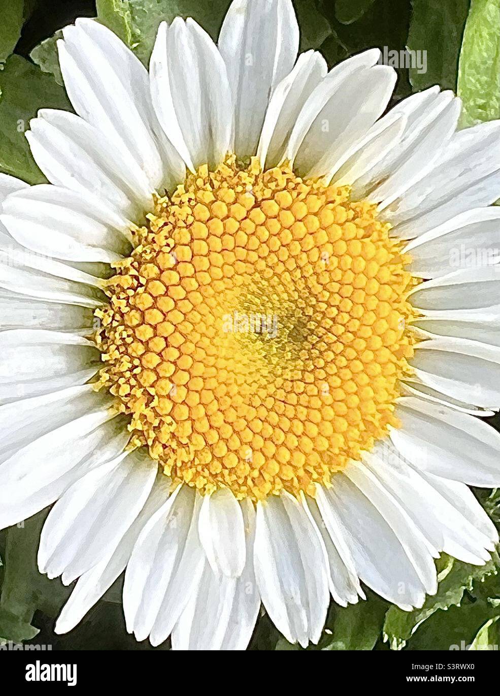 Max Chrysanthemum Stock Photo