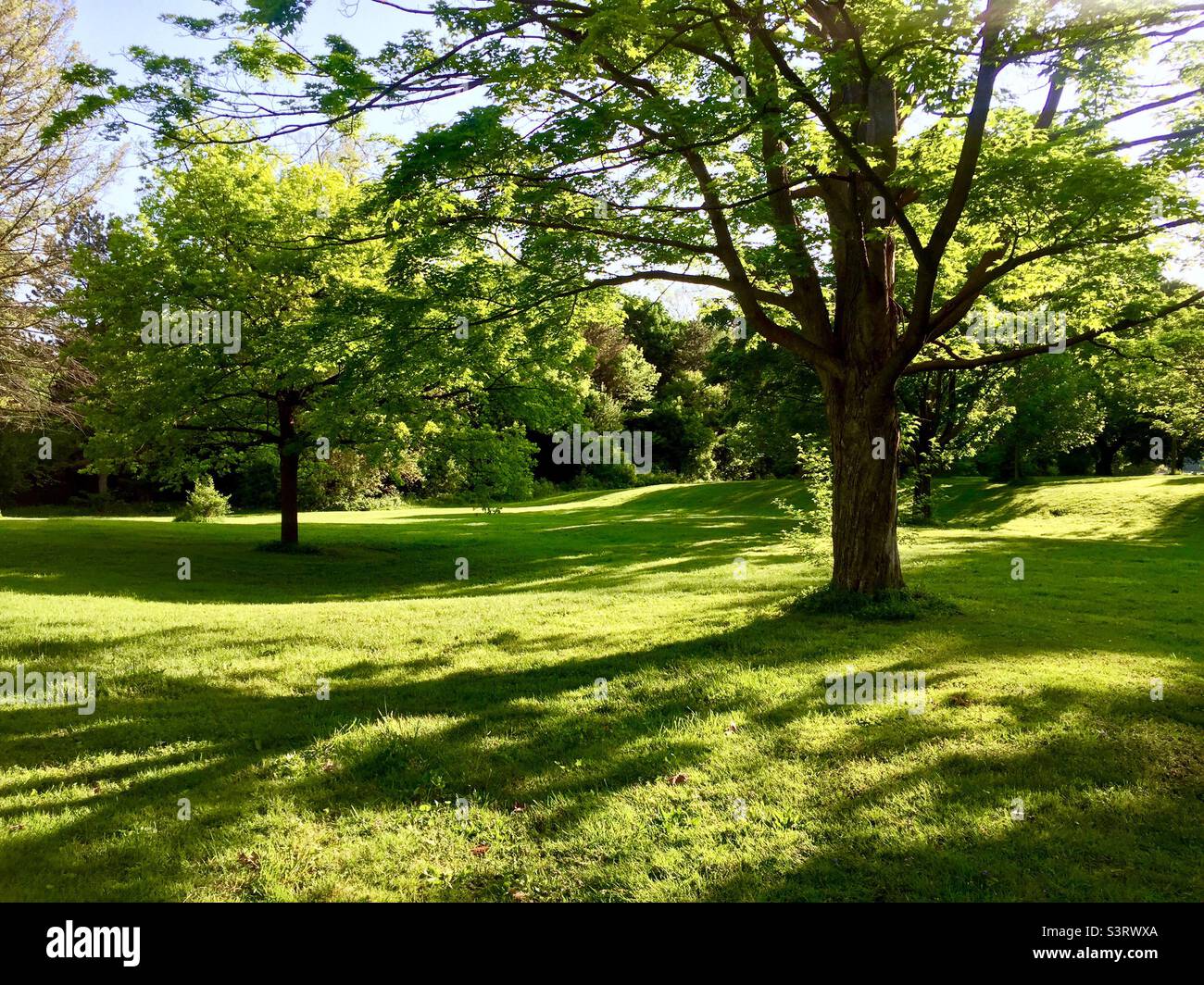 Play of light and shadows in a sylvan setting. Early Spring in a big park Ontario Canada. Trees and grass illuminated by the mellow morning light. No people or dogs out yet. - Smartphone Captured Stock Image