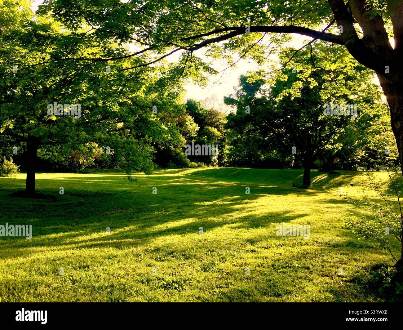 Light and shadows in a lovely park. Early Spring in a big park, Ontario,  Canada. Trees and grass illuminated by the mellow, morning light. No people. No animals. No dogs. Yet. - Smartphone Captured Stock Image