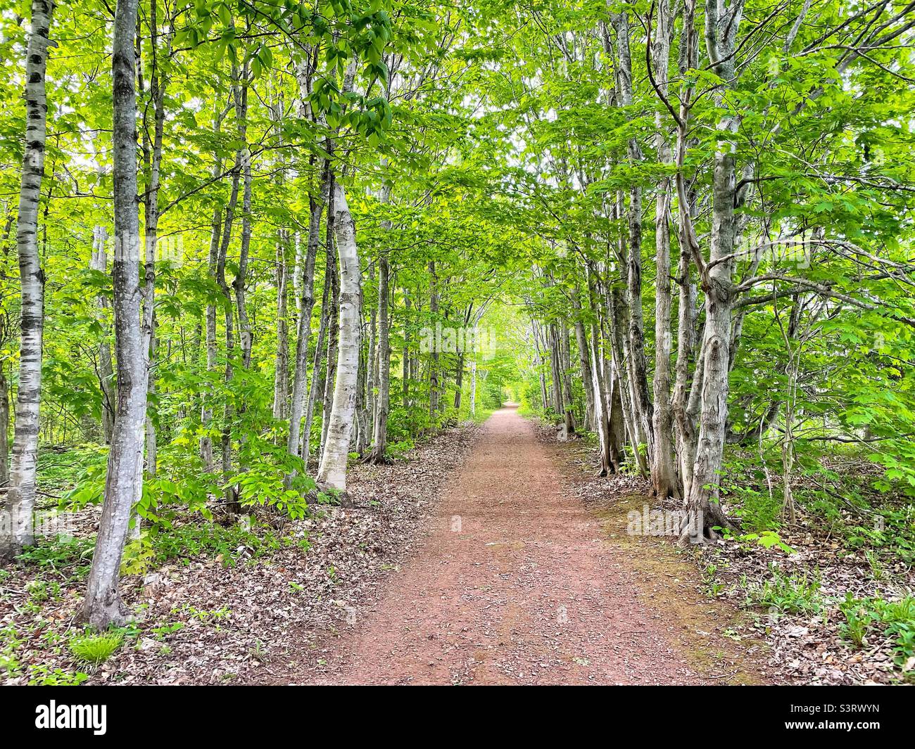 Birch trees line a trail through a forest. - Smartphone Captured Stock Image