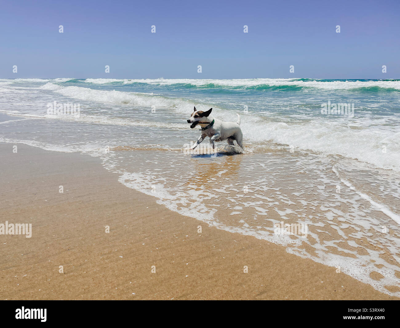 Jack Russell Terrier dog running on beach with stick in mouth. Stock Photo