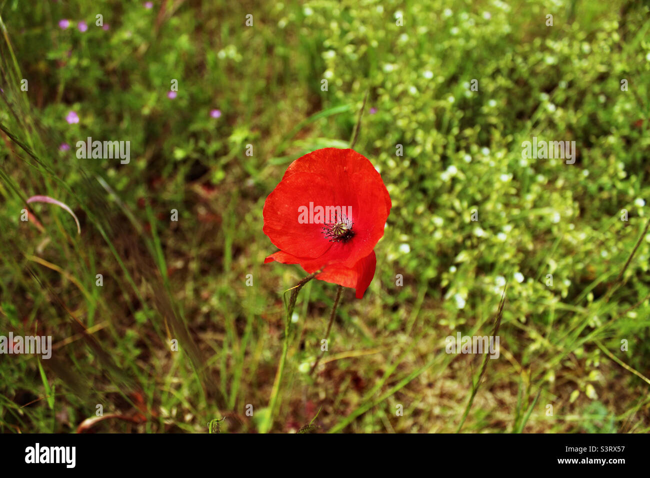 Lone poppy flower in grass hi-res stock photography and images - Alamy