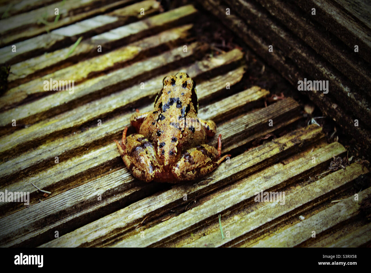 A frog on decking in a garden - Smartphone Captured Stock Image