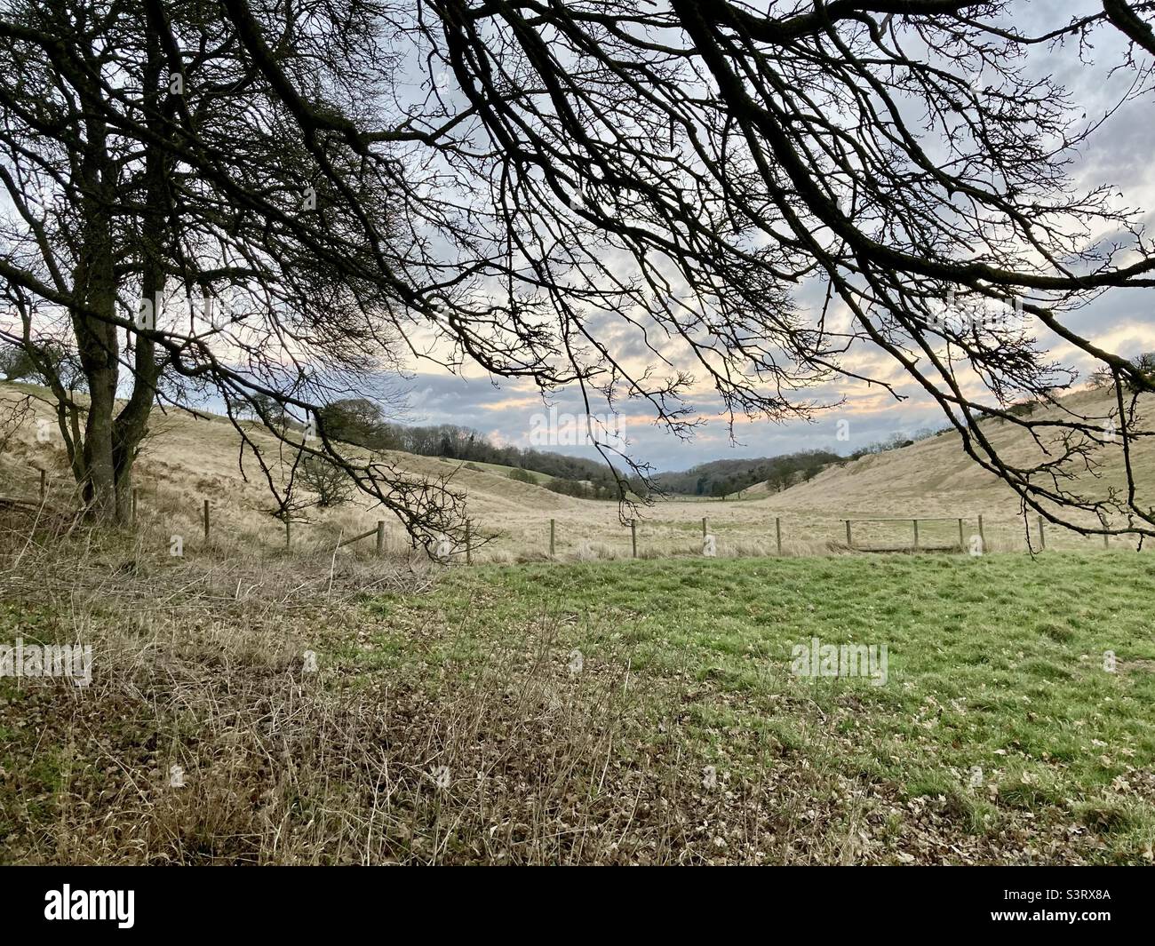 Rolling hills seem through the trees - Smartphone Captured Stock Image