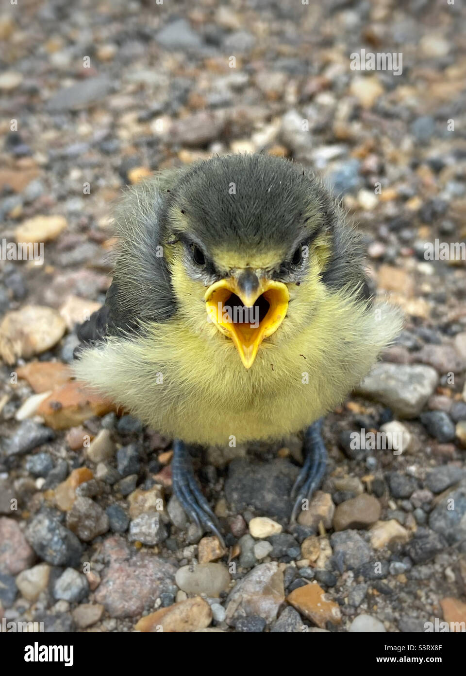 Baby bluetit hi res stock photography and images Alamy