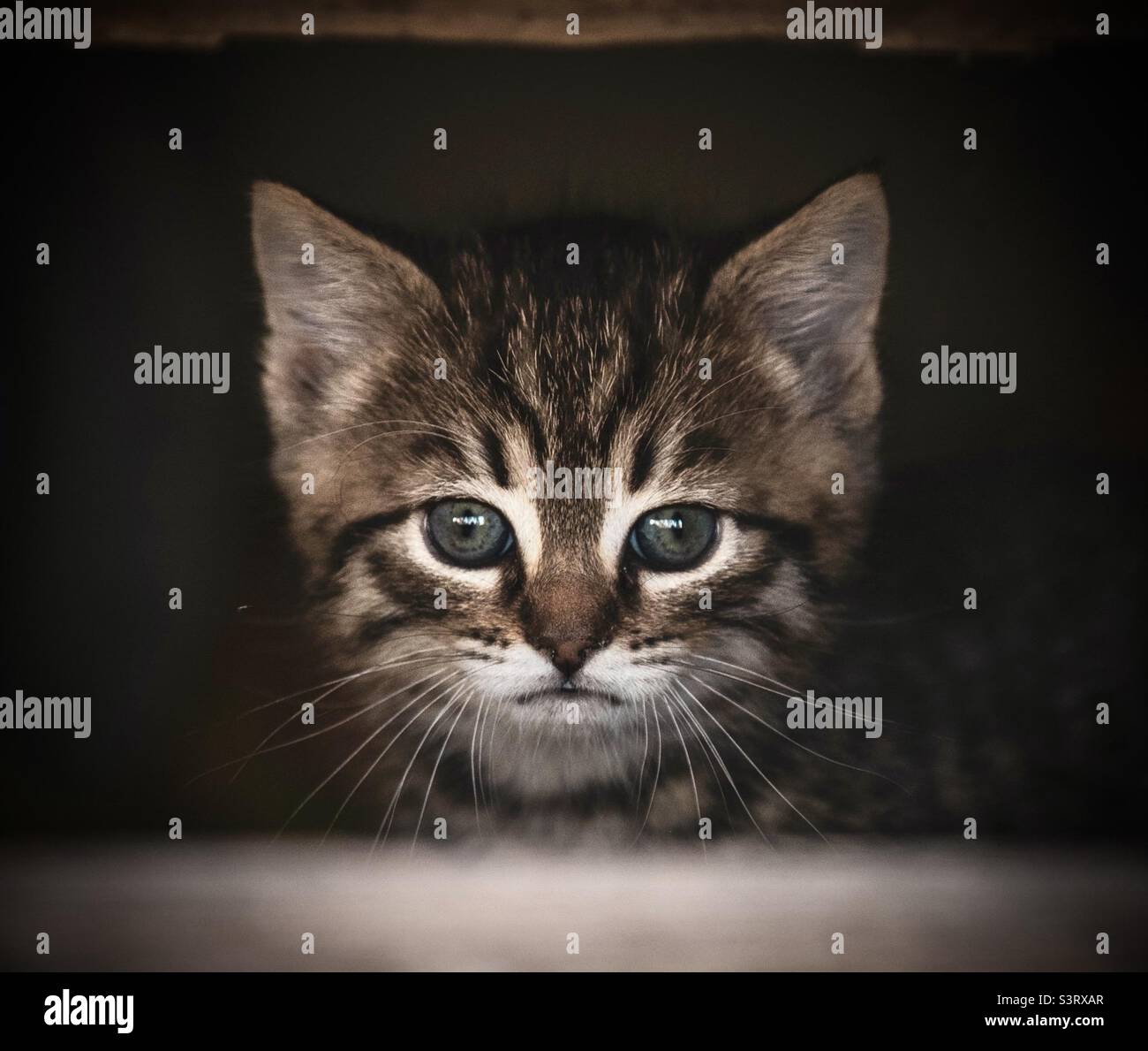 Portrait of a Kitten - Smartphone Captured Stock Image