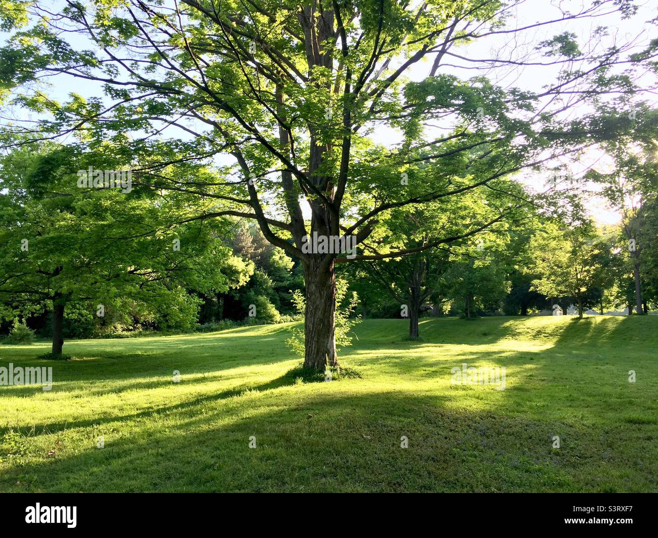 Play of light and shadows in a lovely park, Ontario, Canada. Urban space. Morning shows the day. No people. No dogs. Yet. Tranquil, calming space. Perfect for shin-rin yoku. - Smartphone Captured Stock Image