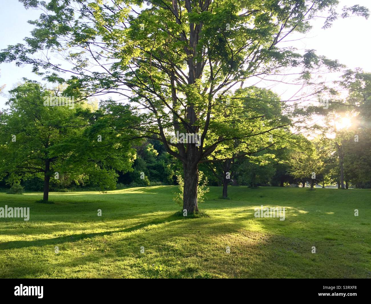 Sunrise in a lovely park. A tranquil, calming green urban  space.   No people. No dogs. No animals. Yet.  Sylvan surroundings. Perfect for shin-rin yoku. - Smartphone Captured Stock Image