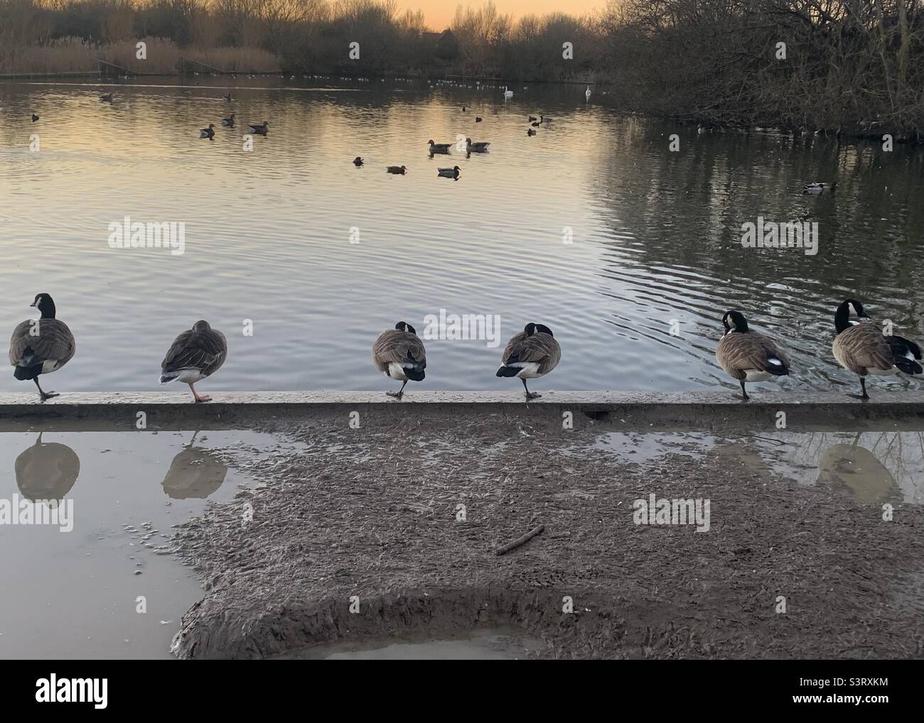 Canada geese all on one leg in the evening sunset calmness Stock Photo