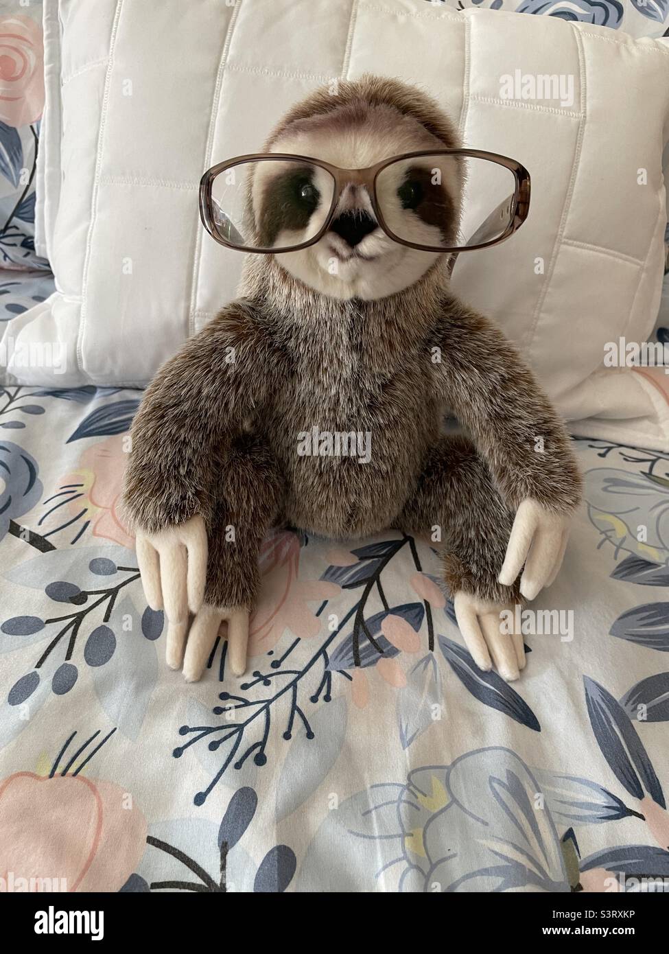 Nearsighted three-toed sloth - Smartphone Captured Stock Image