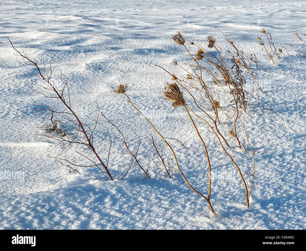 Dead dried up weeds emerging from the snow bank. - Smartphone Captured Stock Image