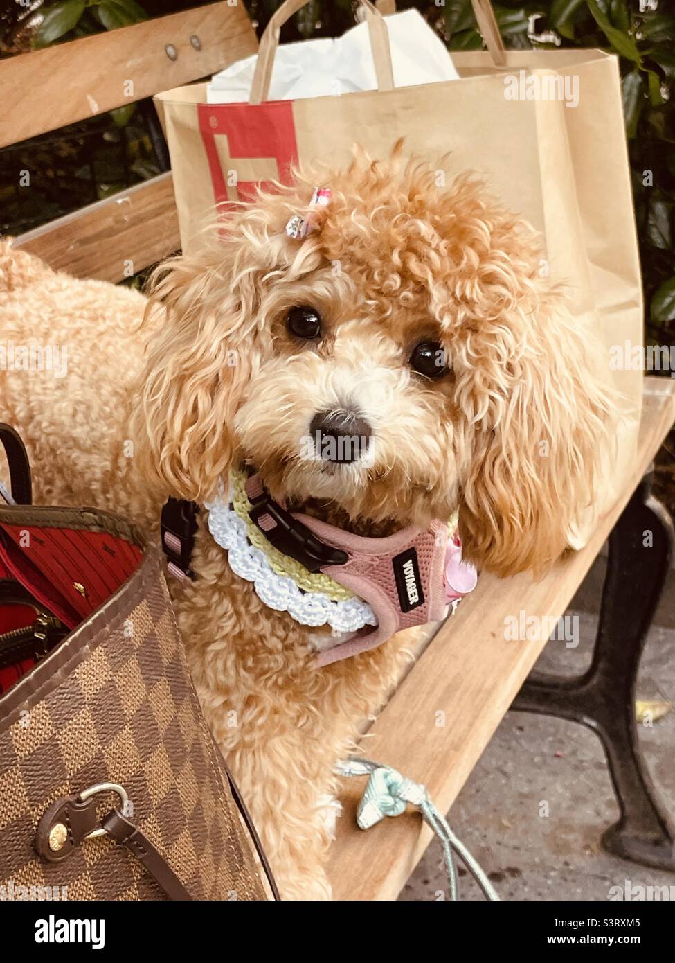 Adorable dog sitting on a park bench - Smartphone Captured Stock Image