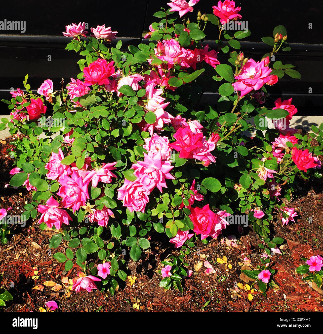 Rose flower tree hires stock photography and images Alamy