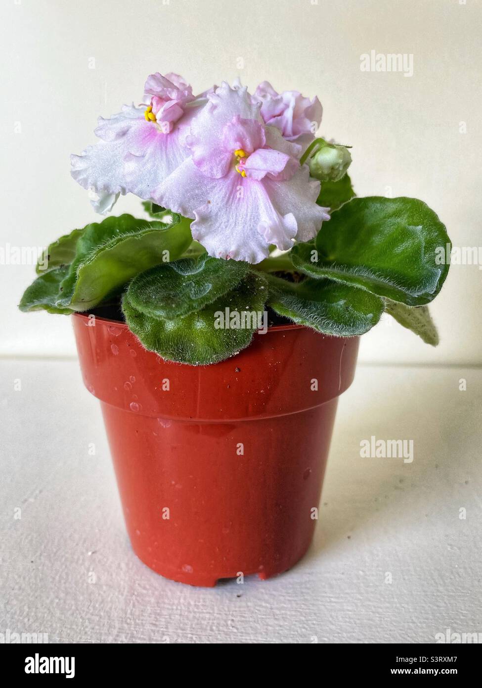 Pretty African violet plant in a plastic pot. - Smartphone Captured Stock Image