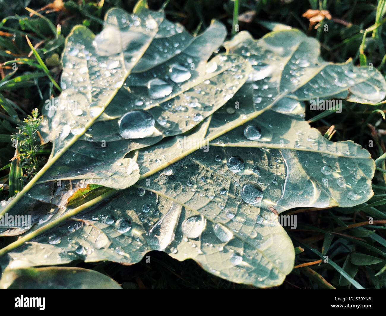 Water droplets on a lead just after the rain - Smartphone Captured Stock Image