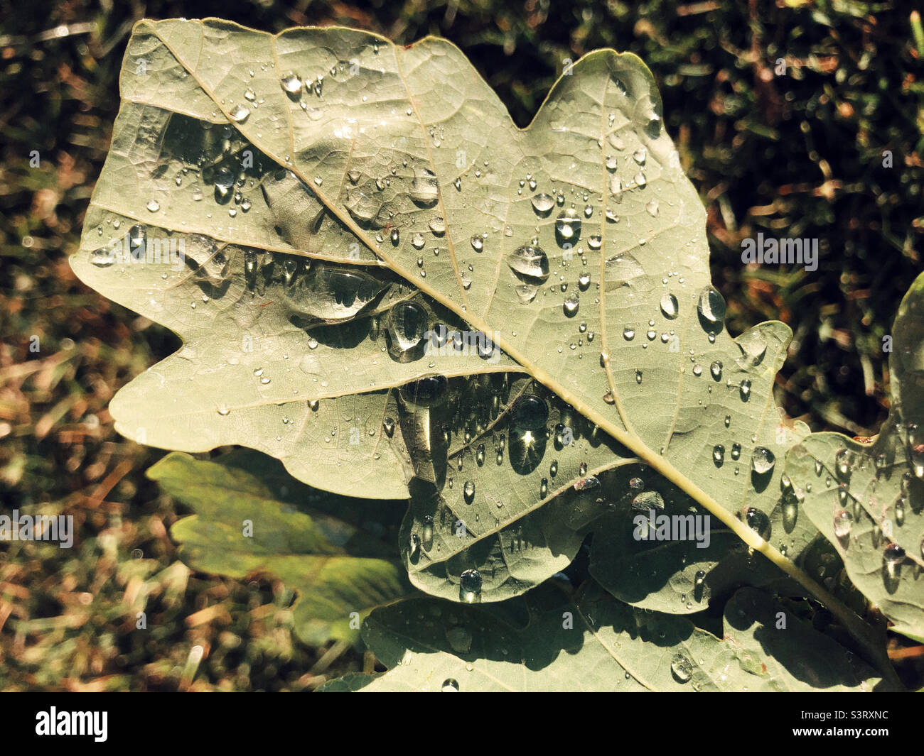 Water drops on a leaf after the rain Stock Photo