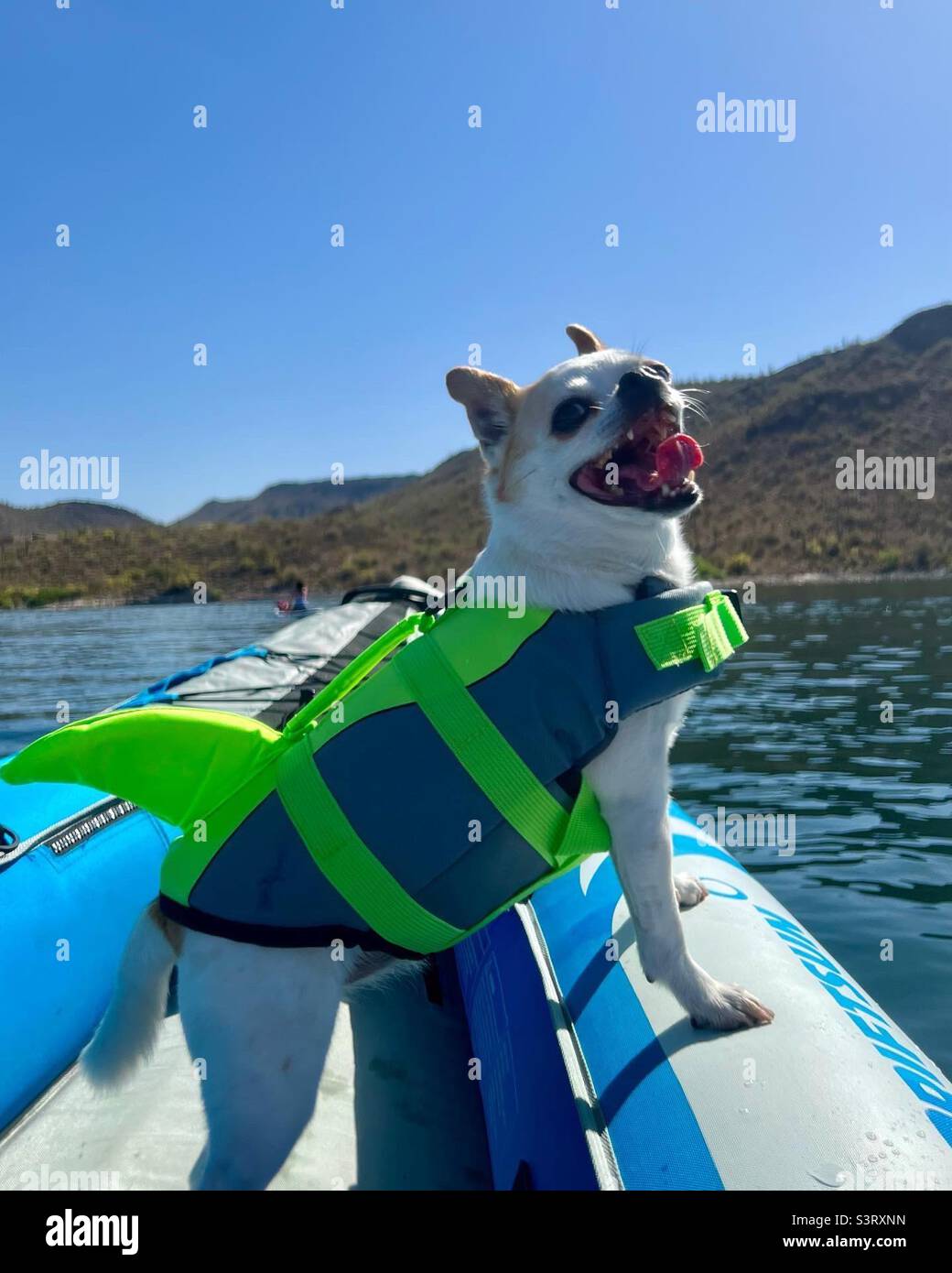 Chihuahua shark life jacket Stock Photo Alamy