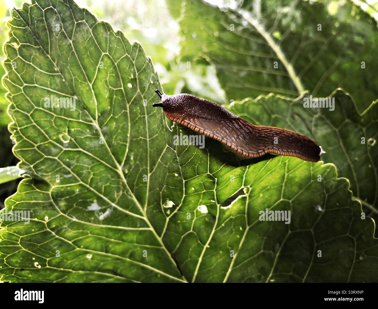 Slug on green leaf Stock Photo