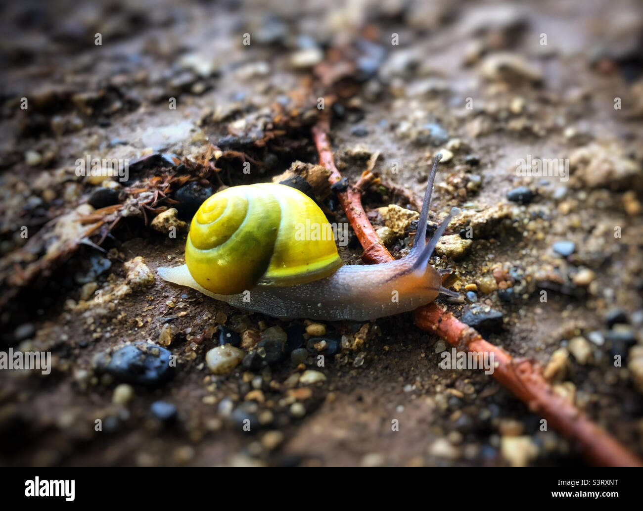 Close up shot of a snail - Smartphone Captured Stock Image