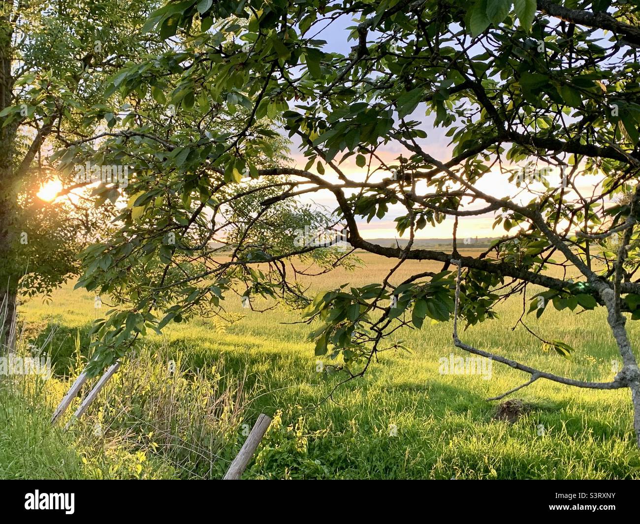 Beautiful evening light with Sun setting behind trees over the countryside fields Stock Photo
