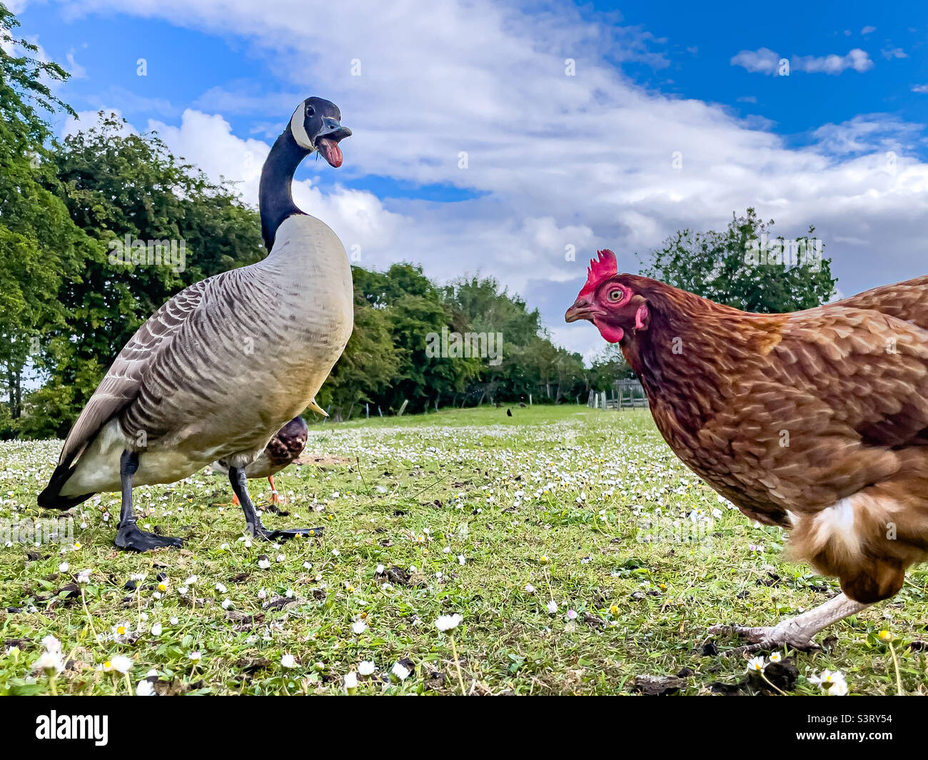 Canada goose hissing at a farm chicken - Smartphone Captured Stock Image