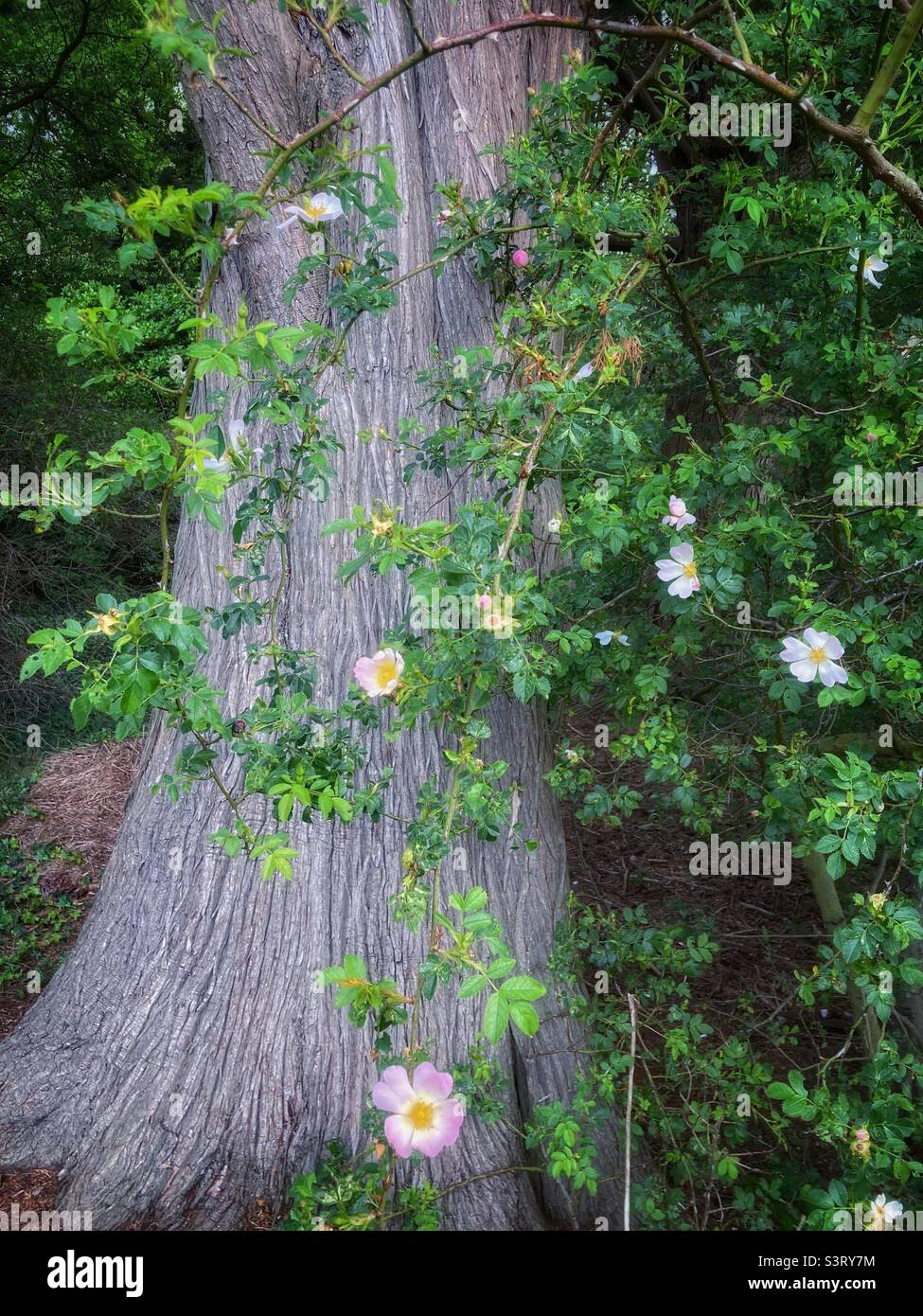 Pale pink dog roses winding around the silver trunk of a Cedar tree - Smartphone Captured Stock Image