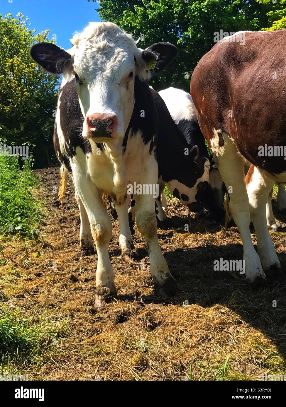 Hereford cross shorthorn breed of cow Stock Photo Alamy
