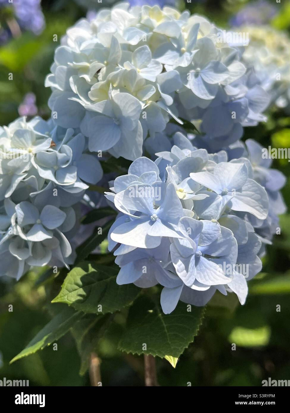 Blue hydrangea blooms Stock Photo