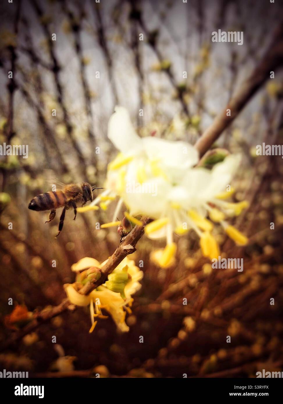 Honey bee with flowers in spring Stock Photo Alamy