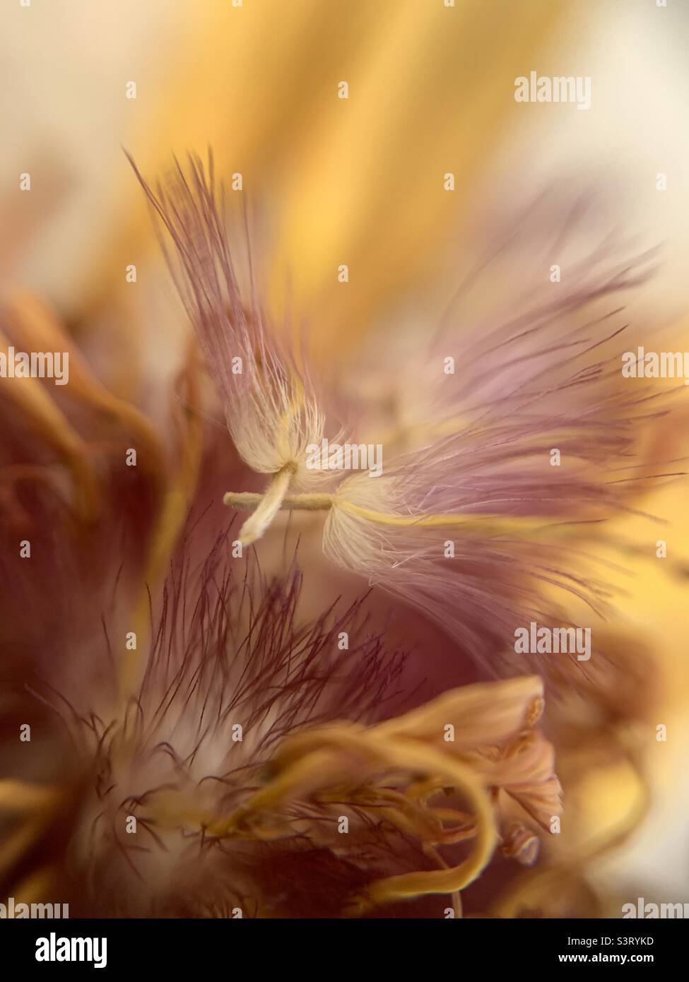 Gerbera - Smartphone Captured Stock Image
