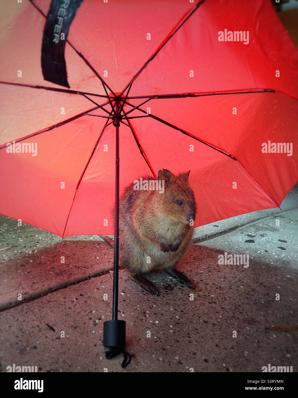 Quokka cute hi-res stock photography and images - Page 2 - Alamy