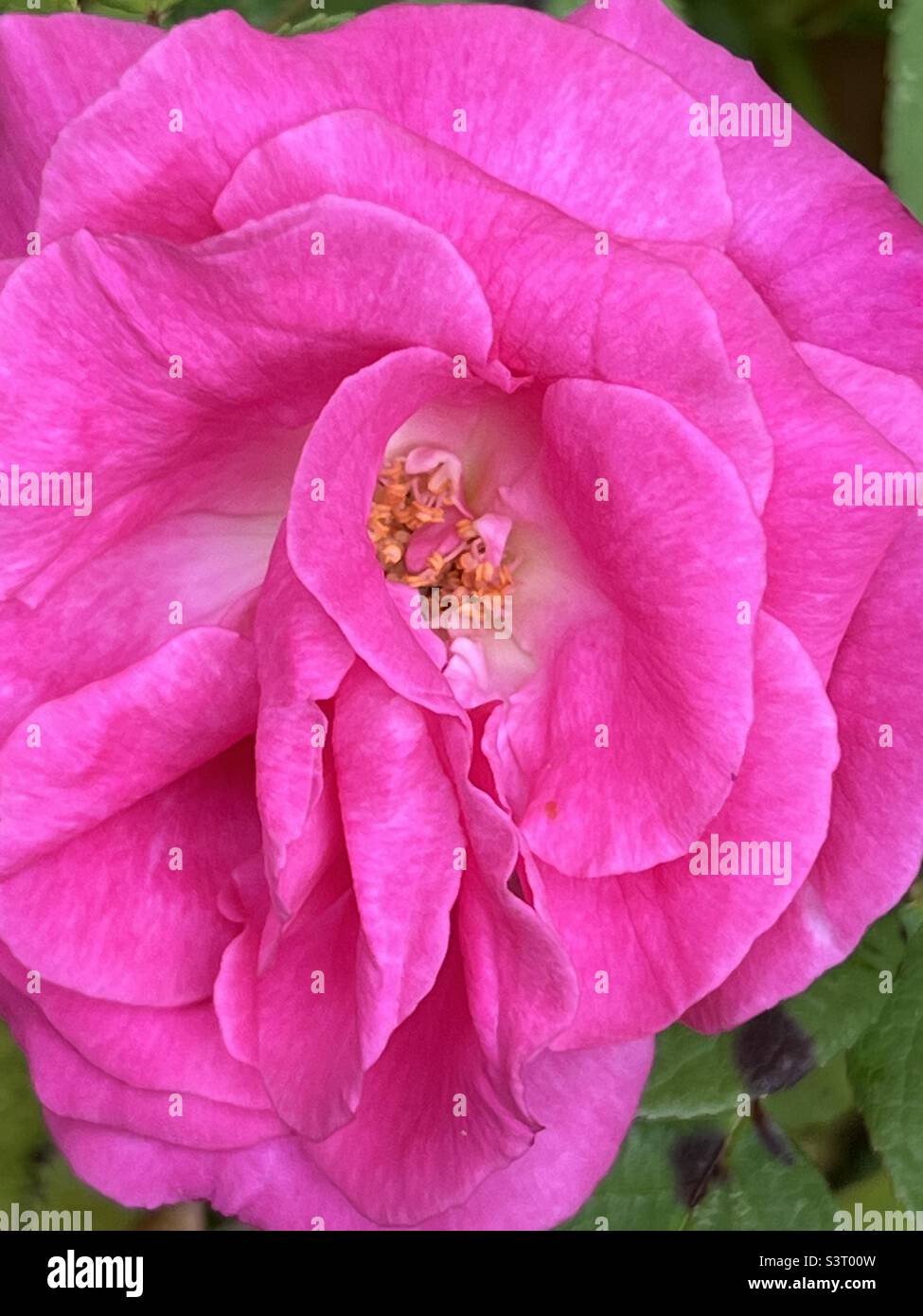 Close up of pink rose head - Smartphone Captured Stock Image