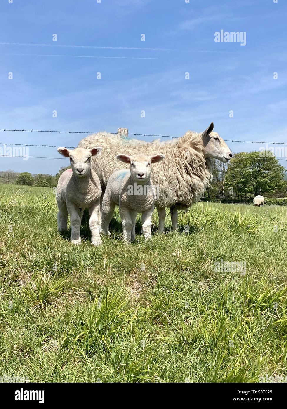 A ewe and her two lambs escaping from their field through a broken fence Stock Photo