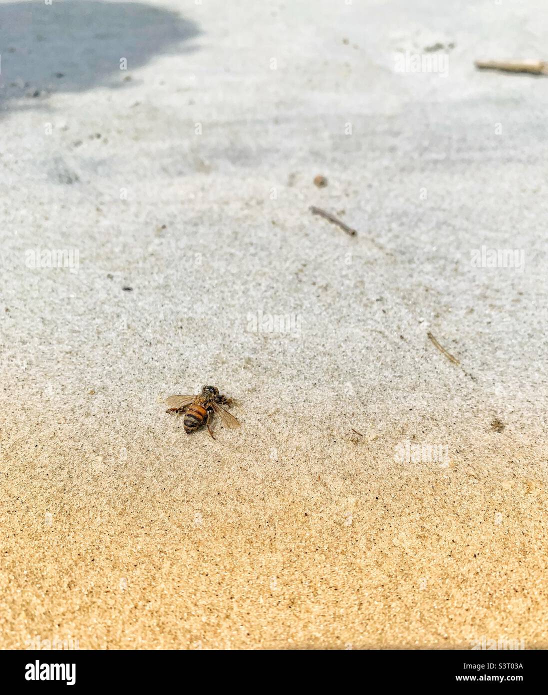 A bee on the beach Stock Photo Alamy