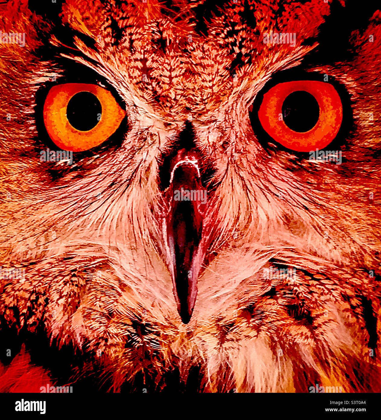 Closeup Owl Face - Smartphone Captured Stock Image
