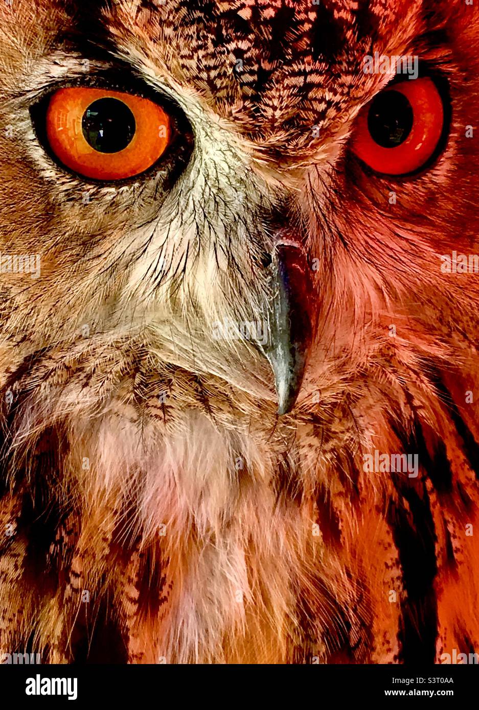 Owl Side Glance Closeup Stock Photo