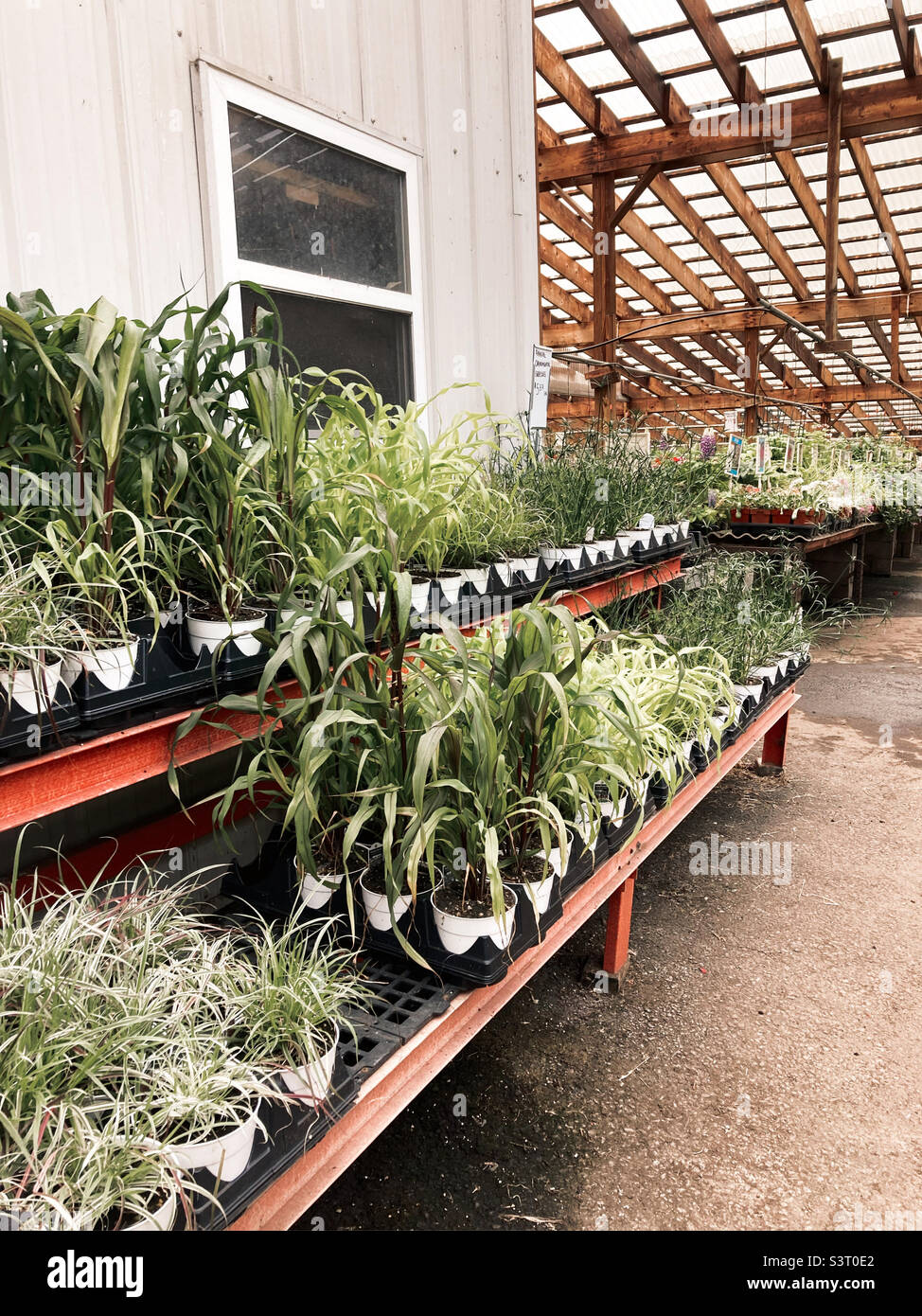 Greenhouse Plants Stock Photo