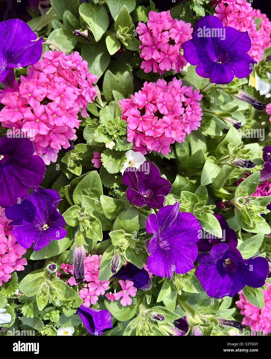 Mixed flowers Stock Photo